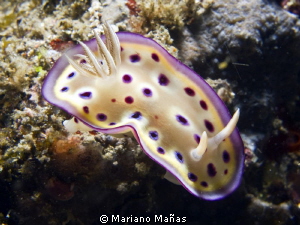 Chromodoris kunei by Mariano Mañas 